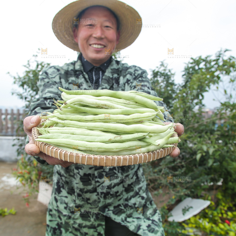 新鲜采摘的白芸豆角