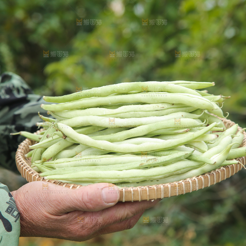 新鲜采摘的白芸豆角