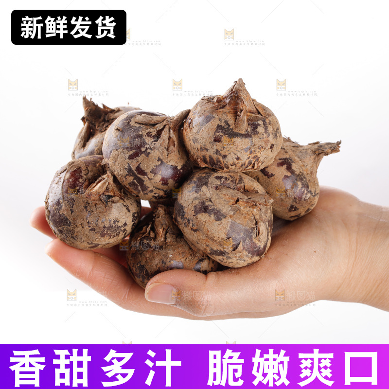 白底上的马蹄