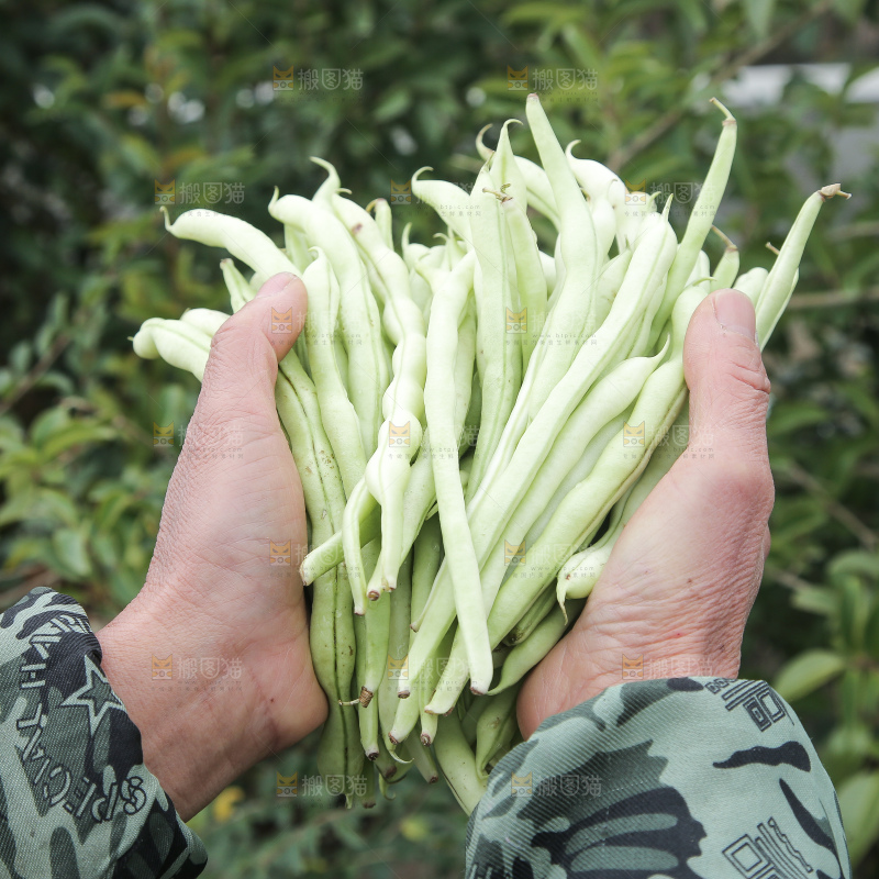 新鲜采摘的白芸豆角