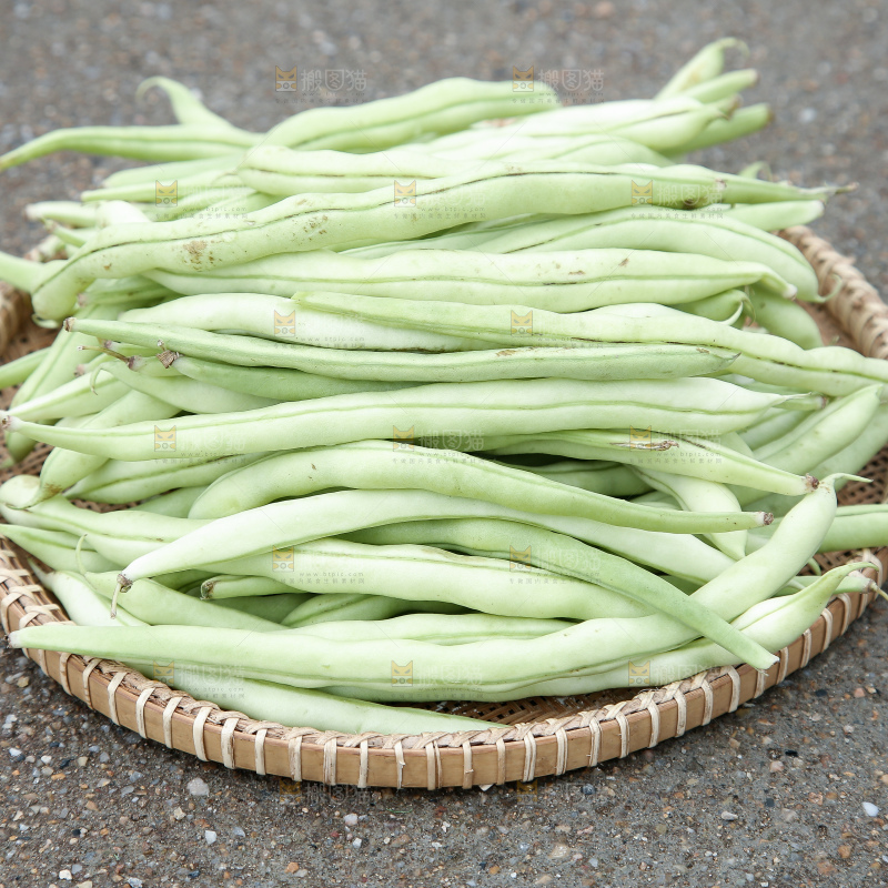 新鲜采摘的白芸豆角