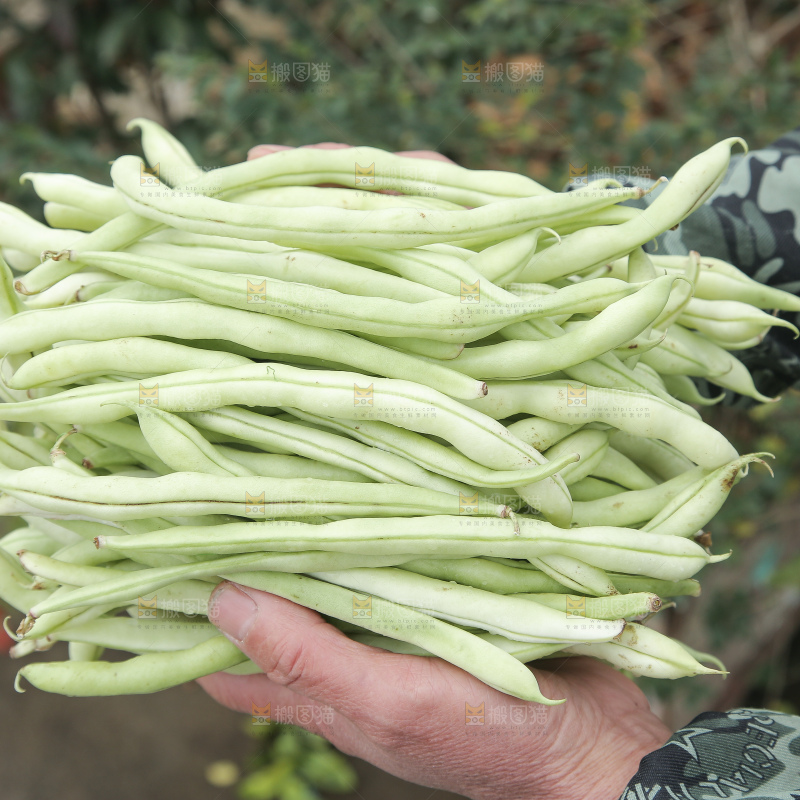 新鲜采摘的白芸豆角