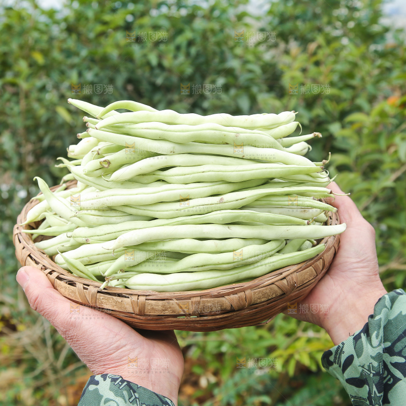 新鲜采摘的白芸豆角