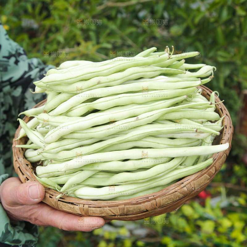 新鲜采摘的白芸豆角