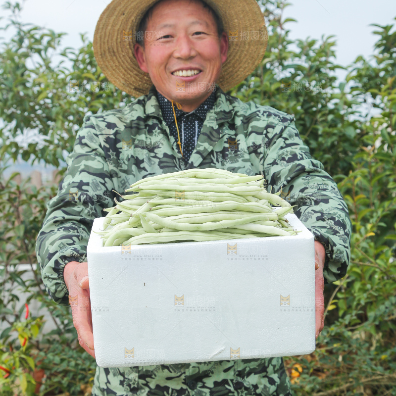 新鲜采摘的白芸豆角
