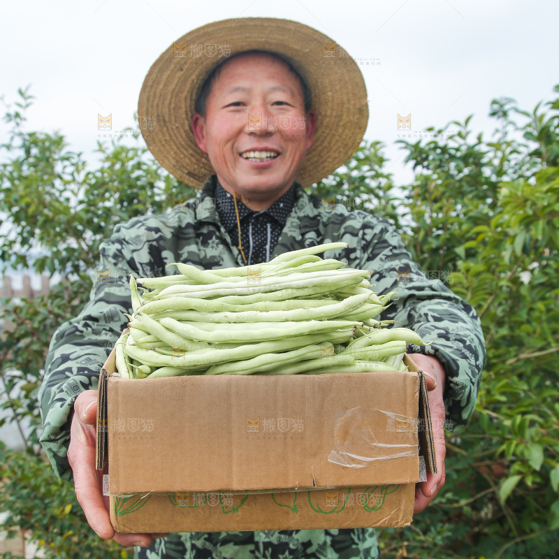 新鲜采摘的白芸豆角