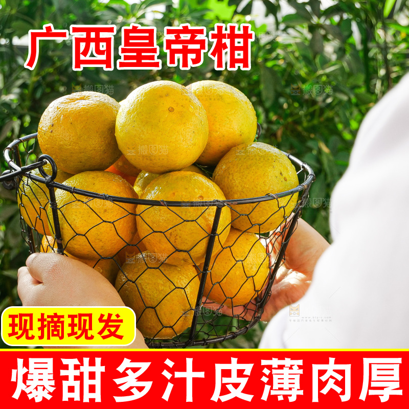 手里拿着皇帝柑