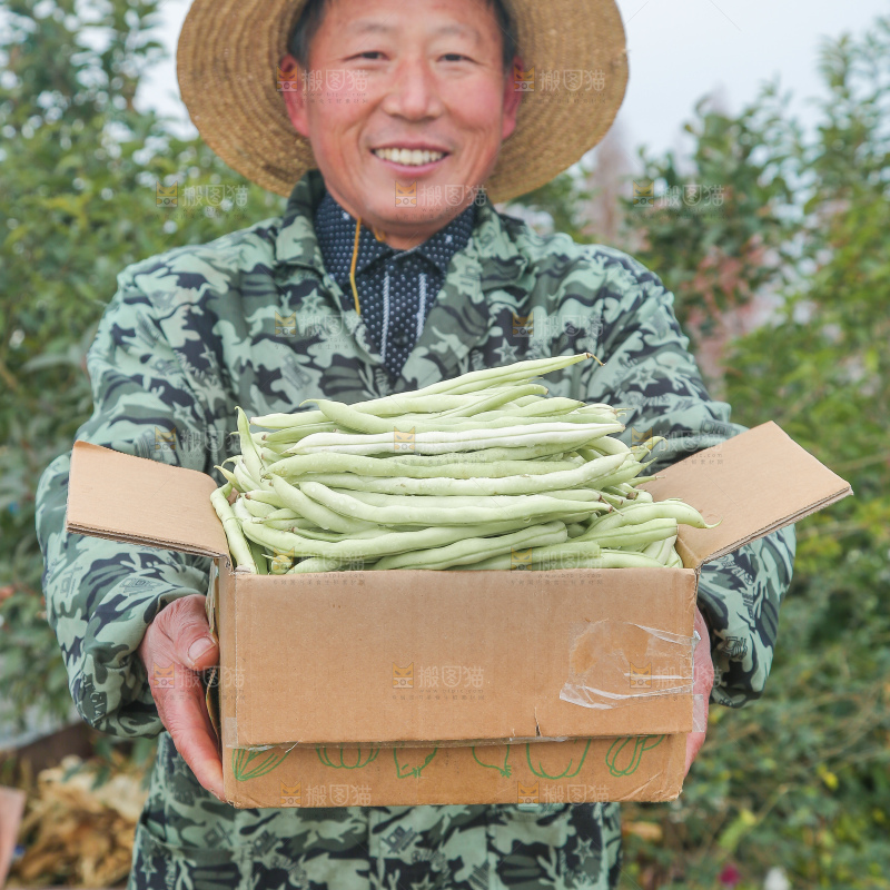 新鲜采摘的白芸豆角