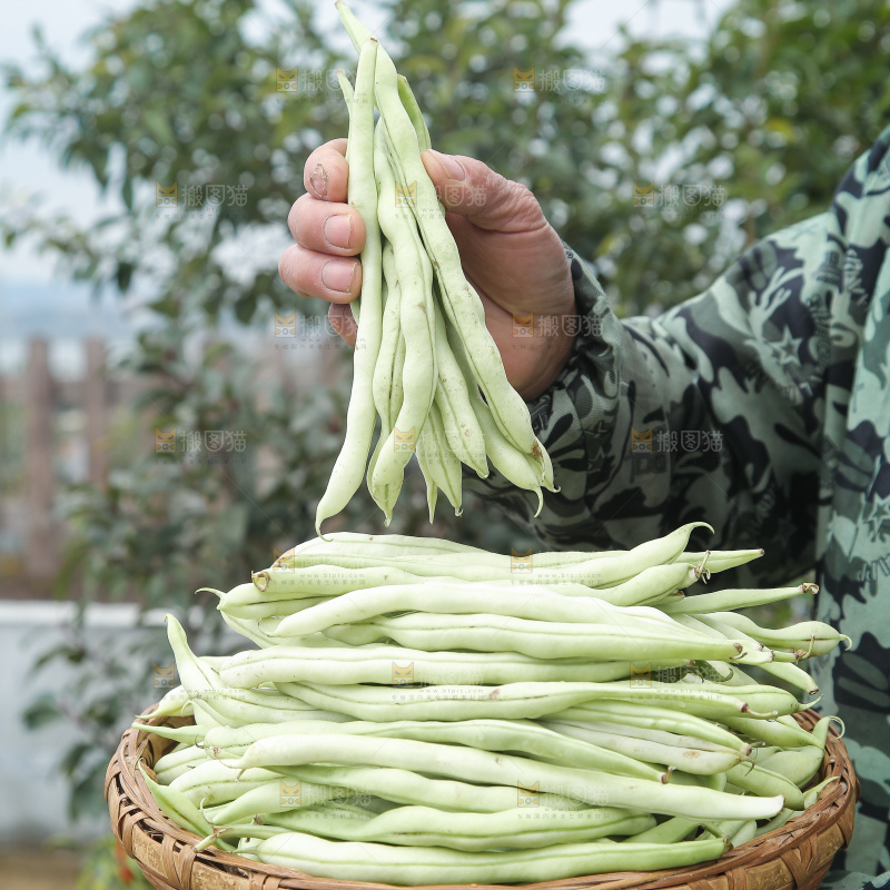 新鲜采摘的白芸豆角