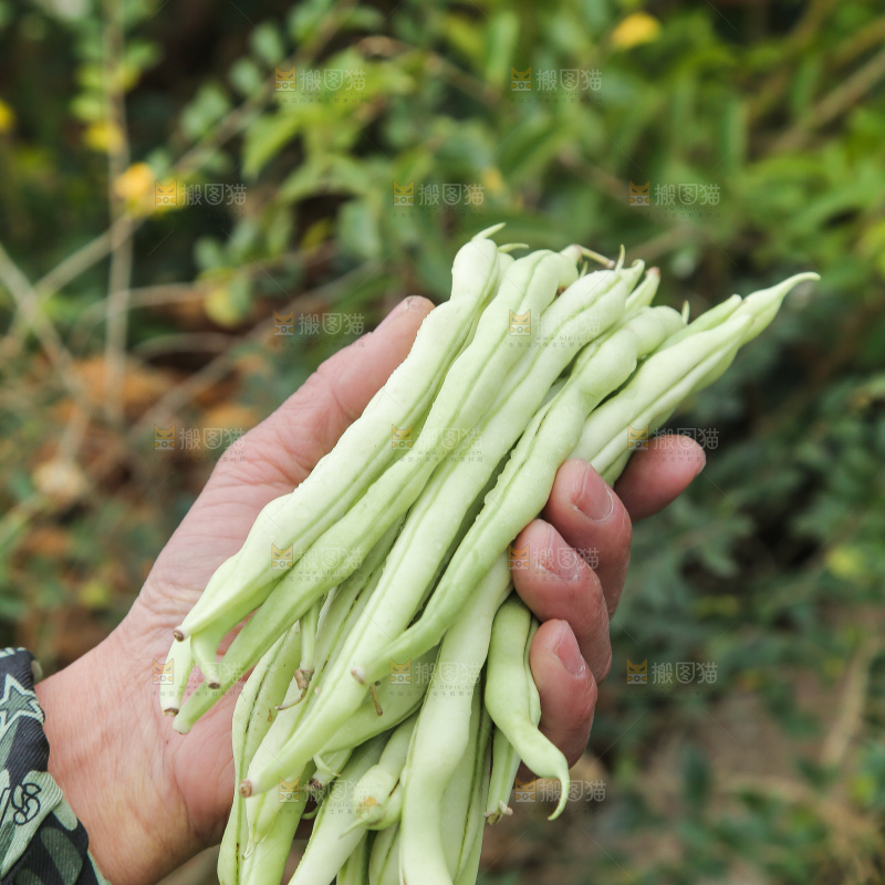 新鲜采摘的白芸豆角
