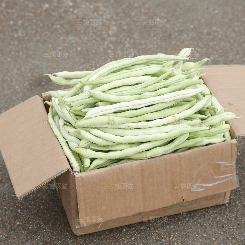 新鲜采摘的白芸豆角