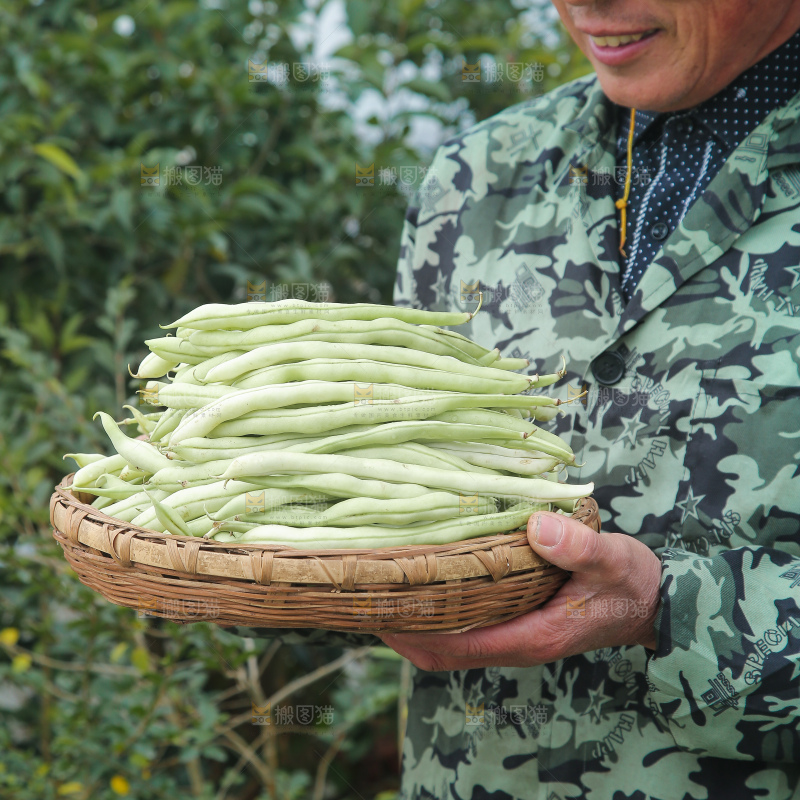 新鲜采摘的白芸豆角