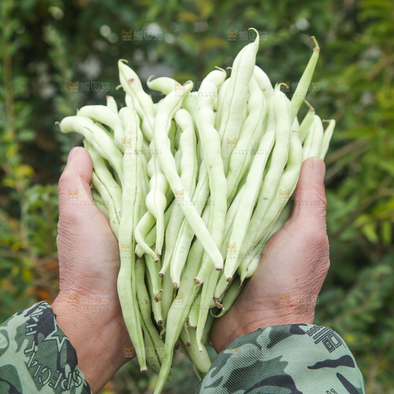 新鲜采摘的白芸豆角