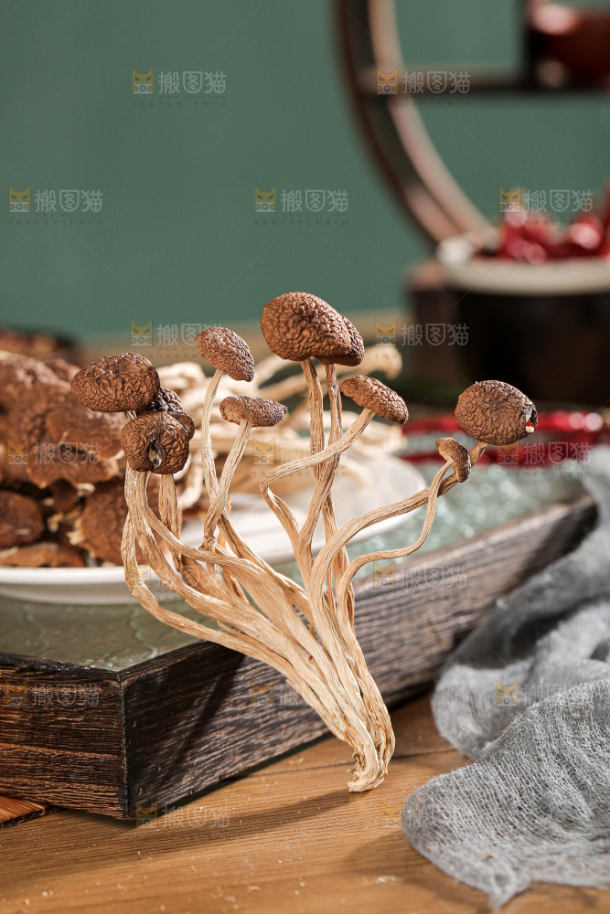 茶树菇