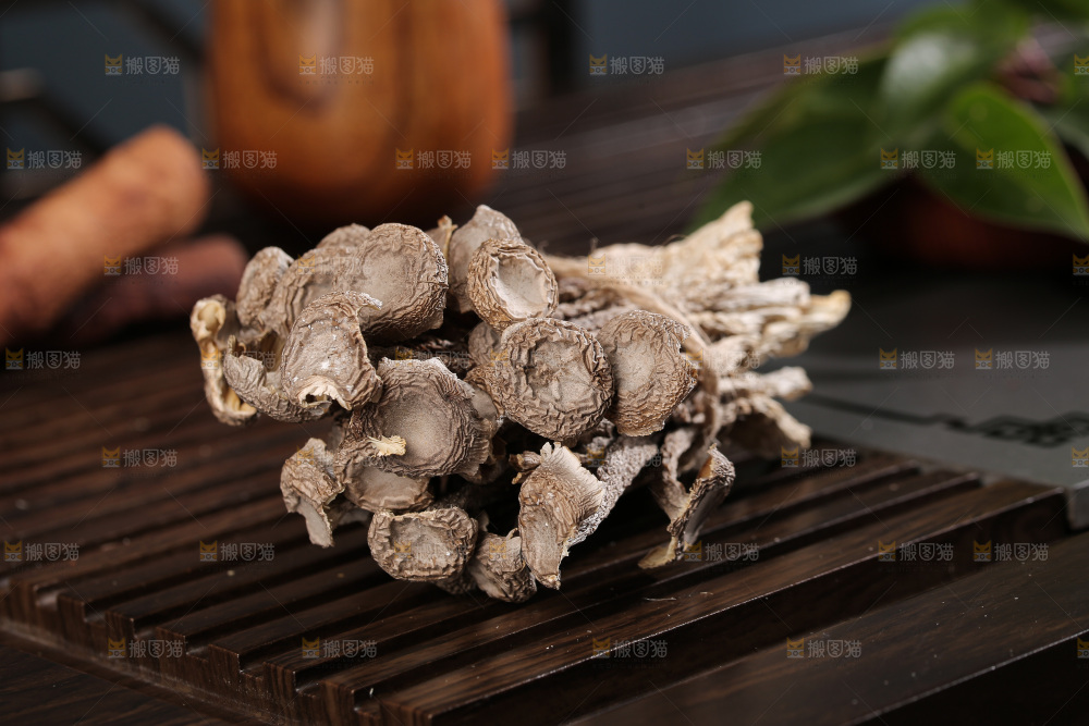 深底上鹿茸菇