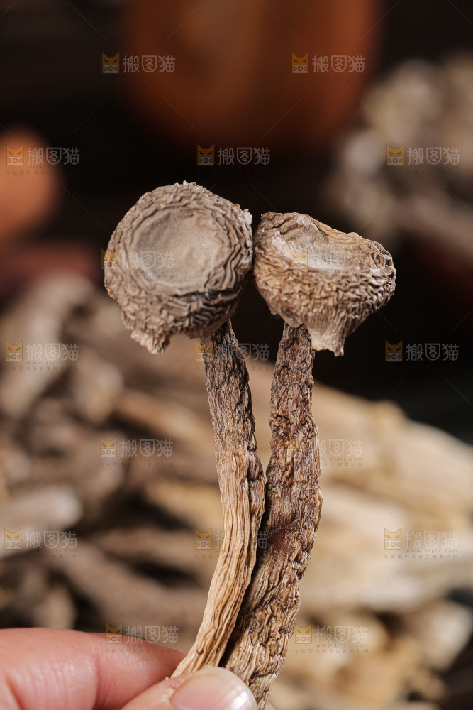 深底上鹿茸菇