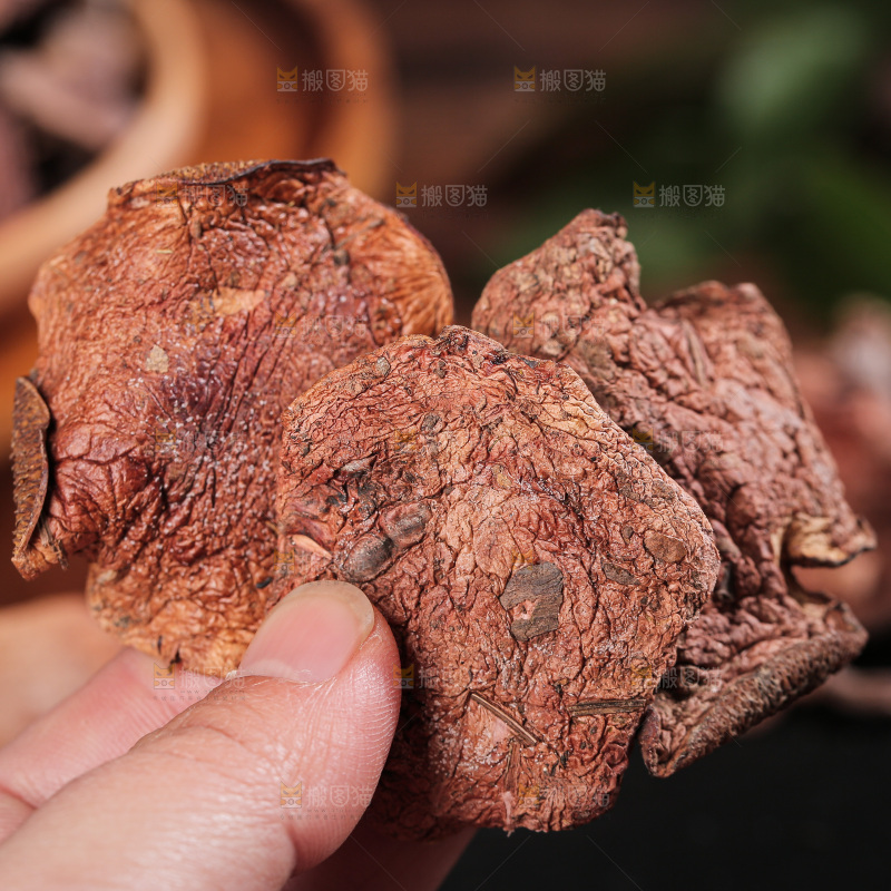 深底上的红乳牛肝菌