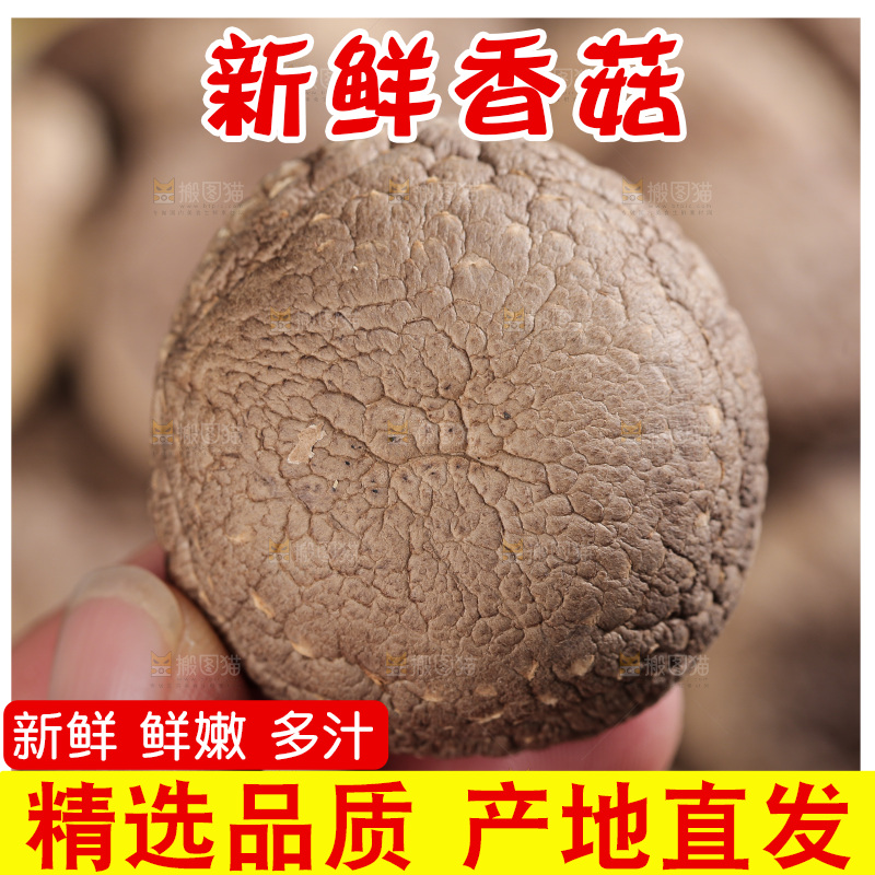 深底上的香菇
