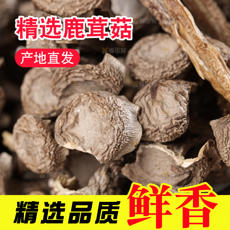 深底上鹿茸菇