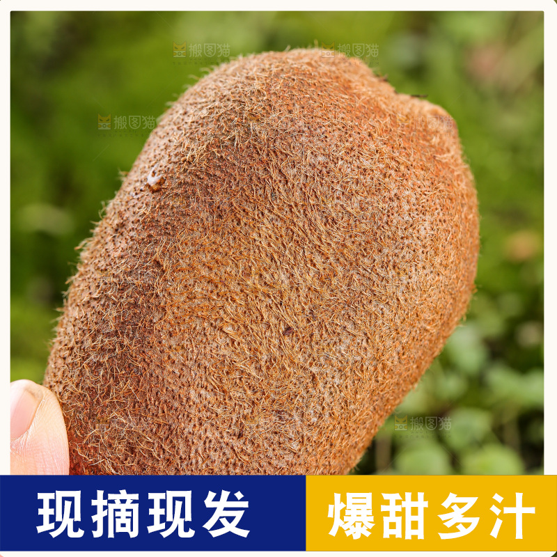 深底上的猕猴桃