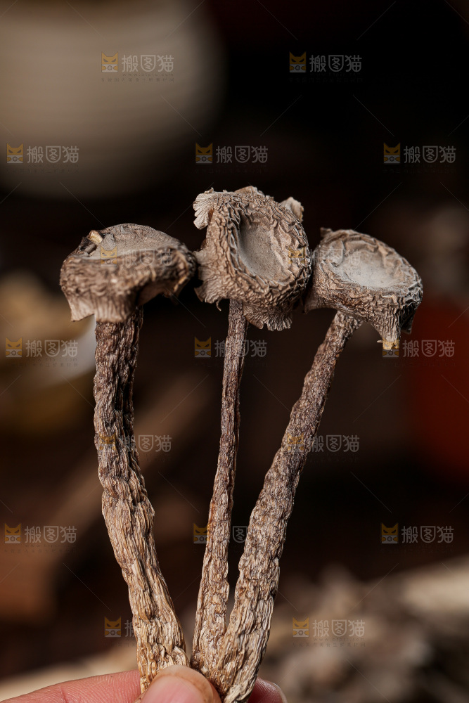深底上的鹿茸菇