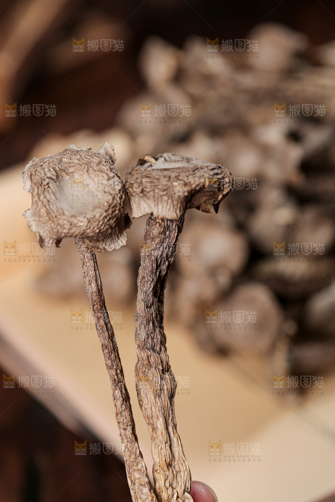 深底上的鹿茸菇