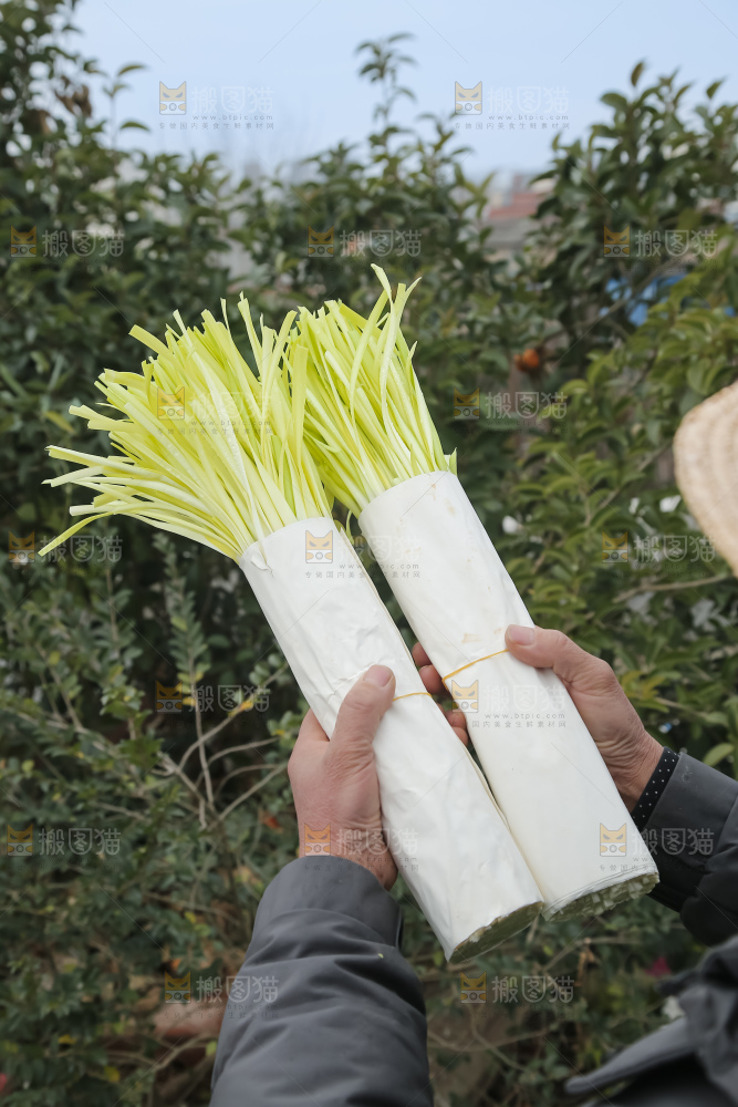 手上拿着新鲜韭黄
