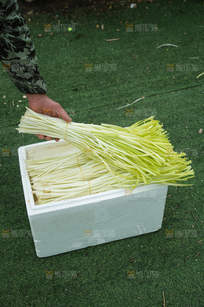 手上拿着新鲜韭黄