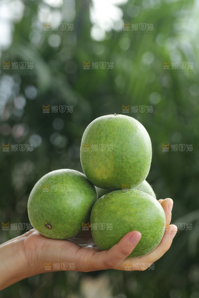 浅底上新鲜罗汉果