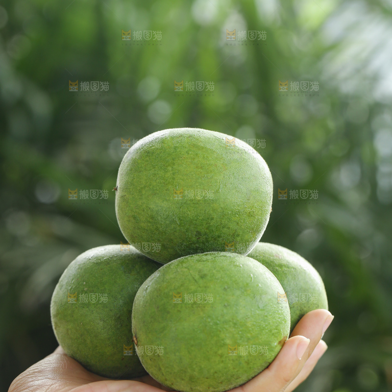 浅底上新鲜罗汉果