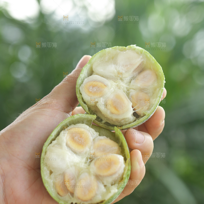 浅底上新鲜罗汉果