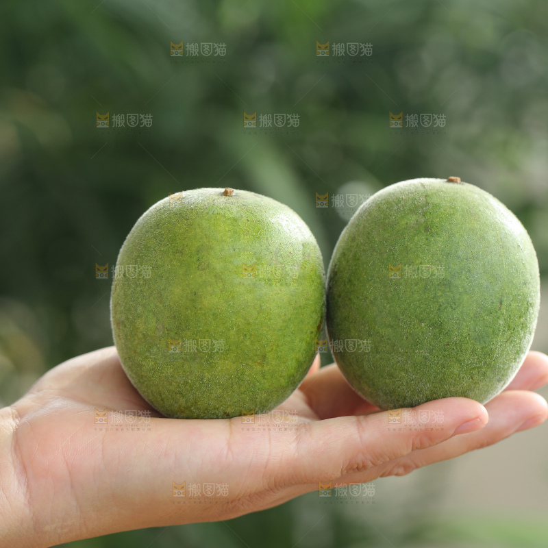 浅底上新鲜罗汉果