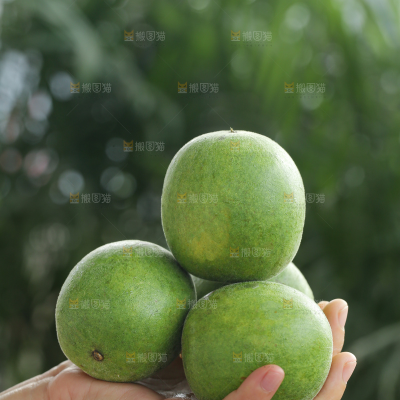 浅底上新鲜罗汉果