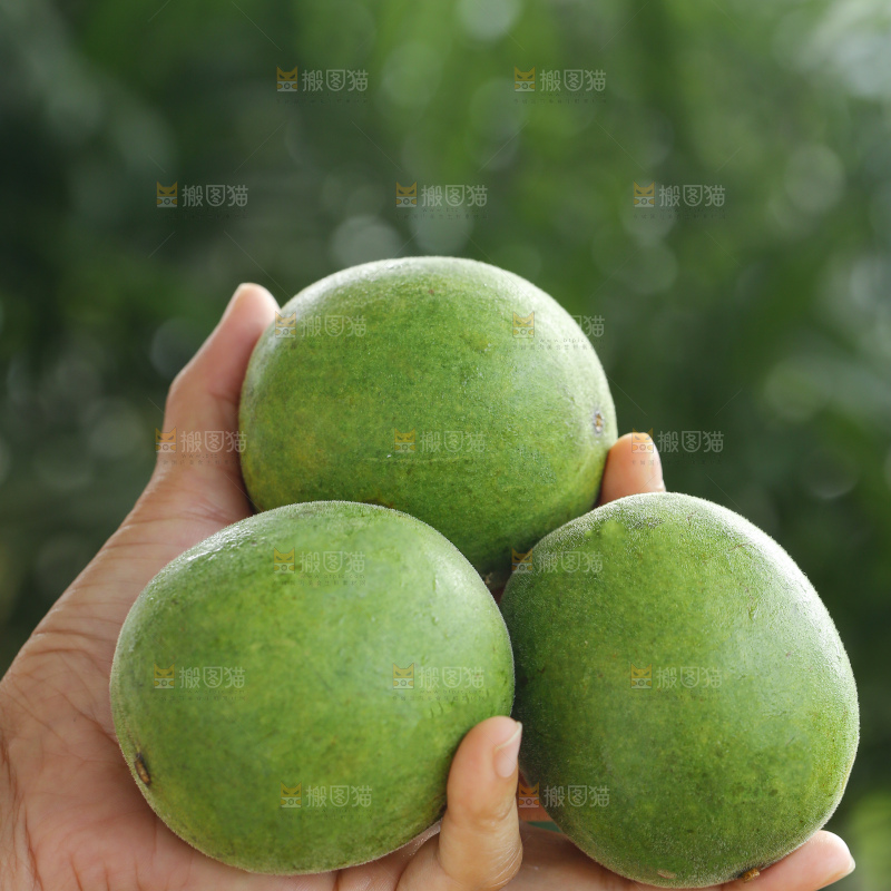 浅底上新鲜罗汉果