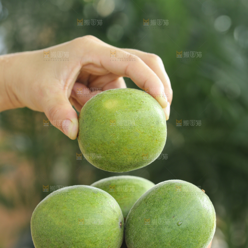 浅底上新鲜罗汉果
