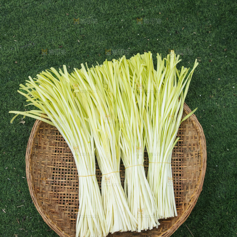 手上拿着新鲜韭黄