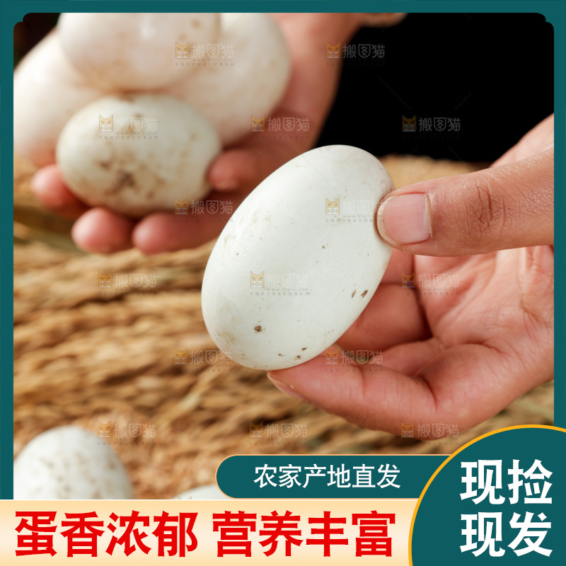 浅底上的鸭蛋