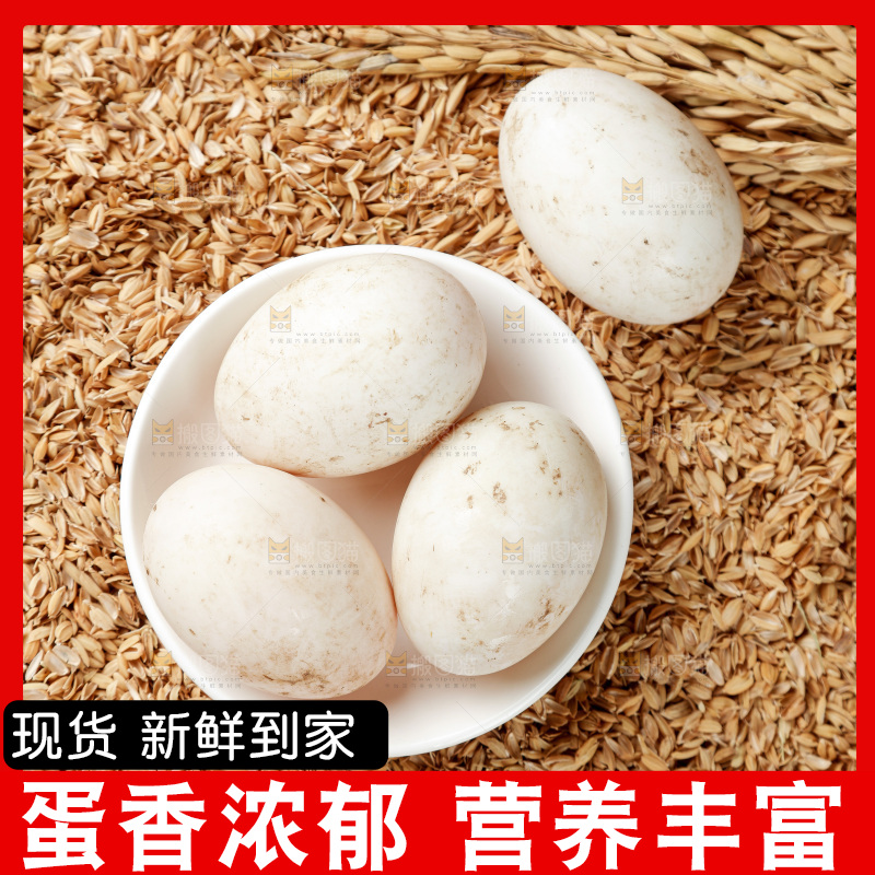 浅底上的鸭蛋