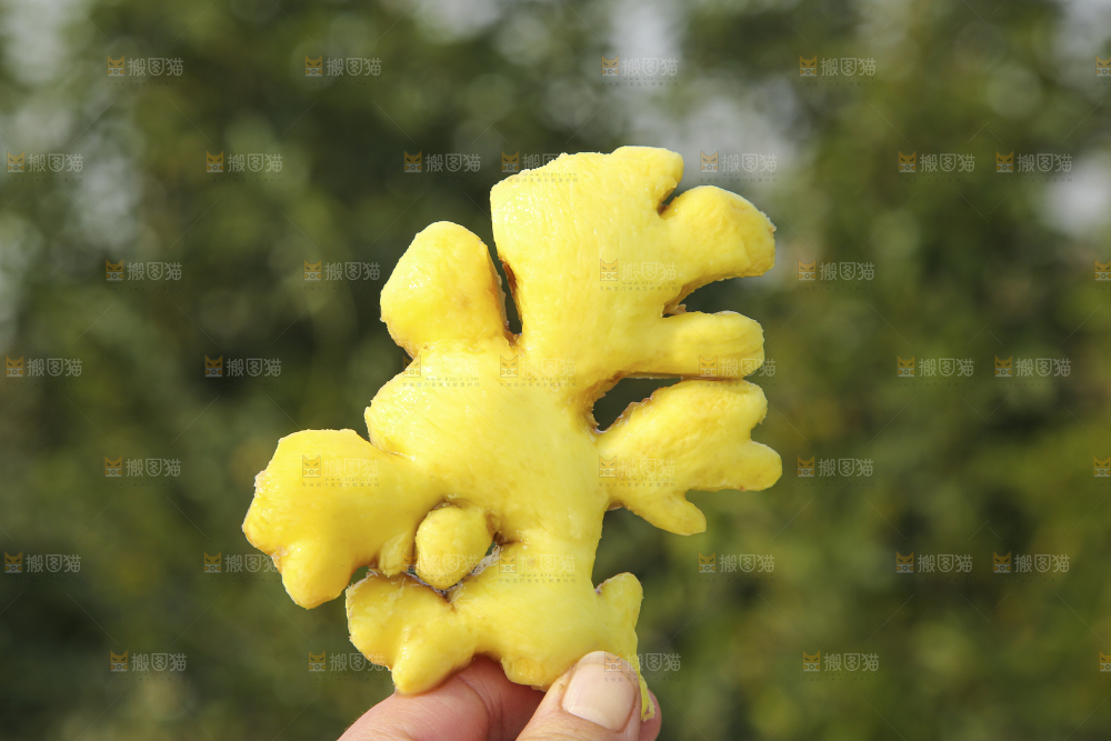 浅底上的小黄姜