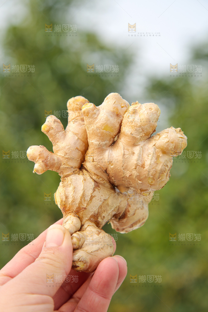 浅底上的小黄姜