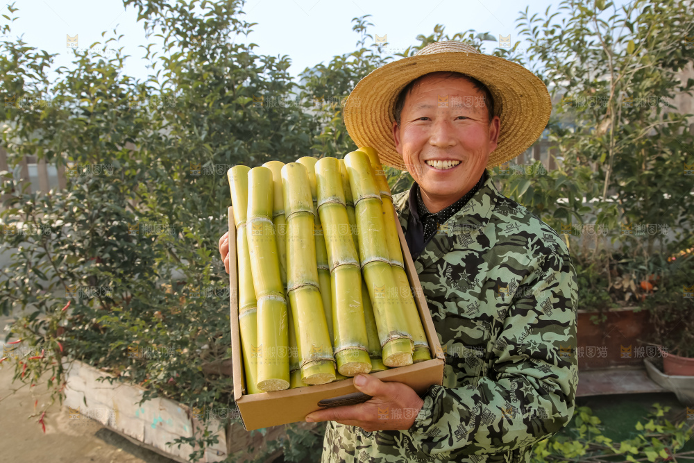 新鲜的青皮甘蔗