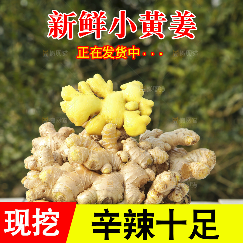 浅底上的小黄姜