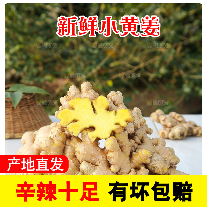 浅底上的小黄姜
