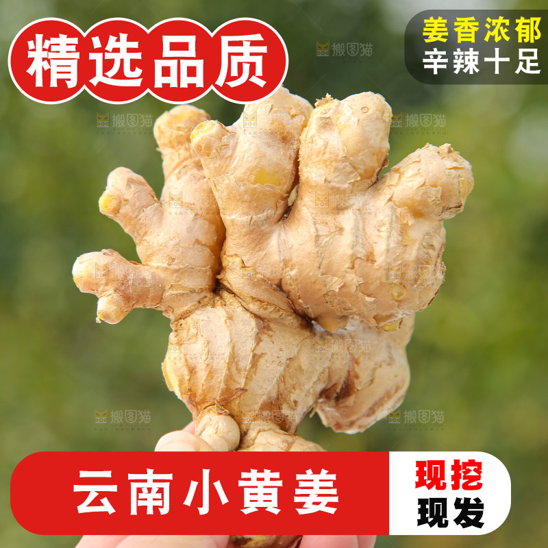 浅底上的小黄姜