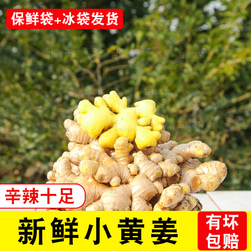 浅底上的小黄姜