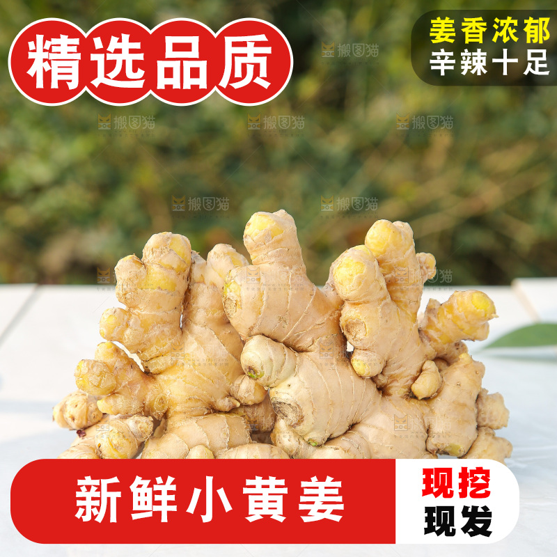 浅底上的小黄姜