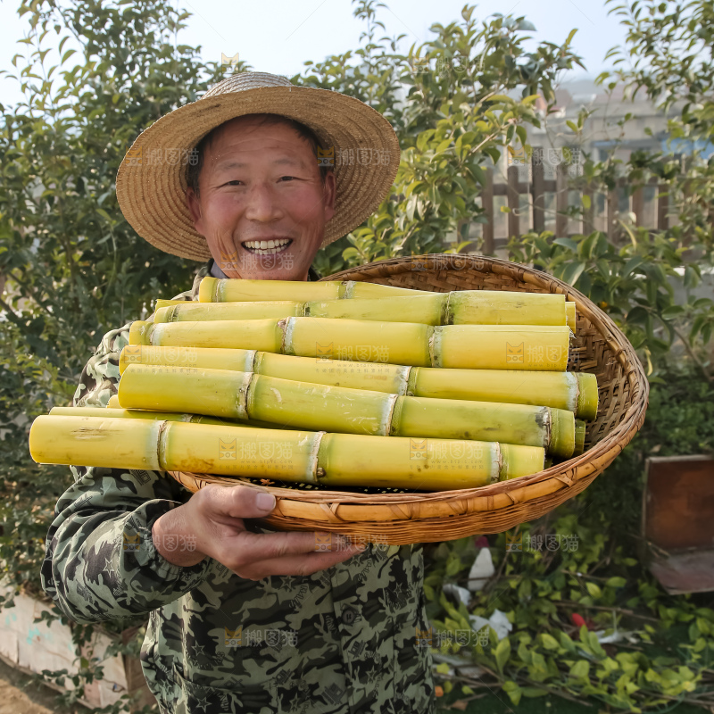 新鲜的青皮甘蔗