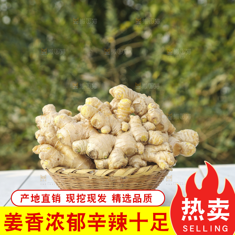 浅底上的小黄姜