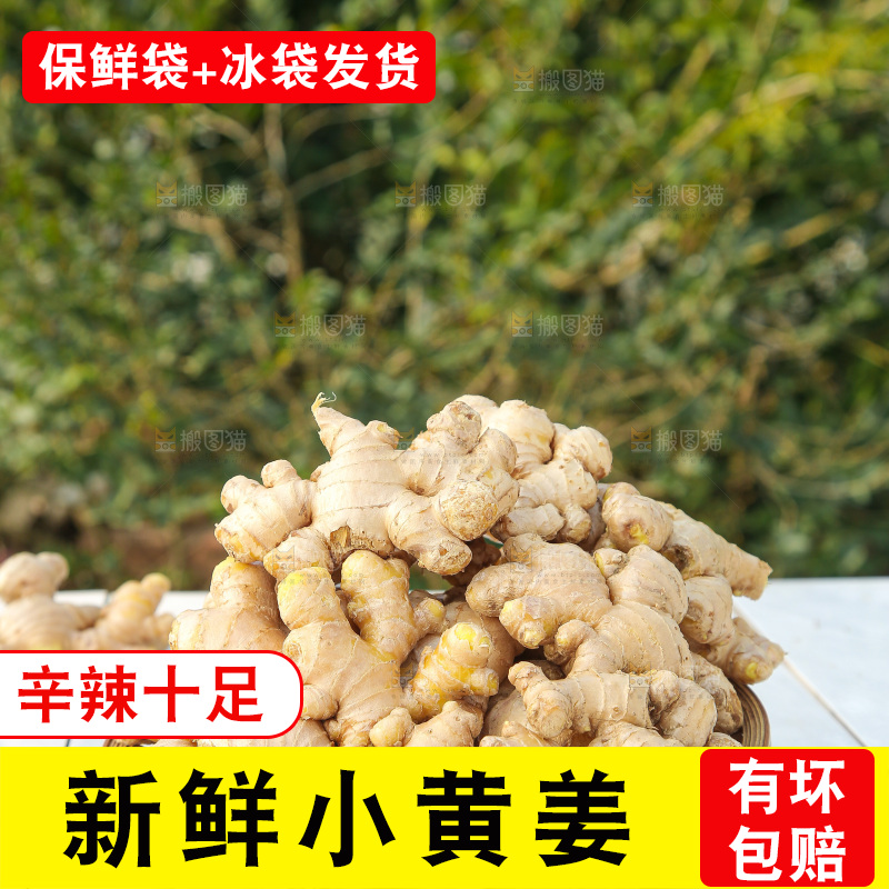 浅底上的小黄姜