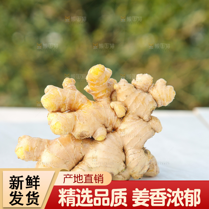 浅底上的小黄姜